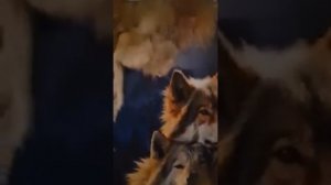 РОЛИК ОТ ЕЛЕНЫ