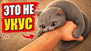 Почему кошка кусает, когда её гладишь? Главная ошибка владельцев