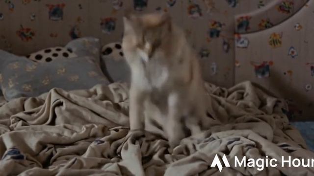 Котик Рекс играет на диване а хозяин поругал того [ 1 + ]