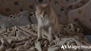 Котик Рекс играет на диване а хозяин поругал того [ 1 + ]