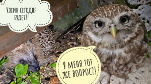 Ёжик и сыч Лучик ждут очереди за мясами. Тропические ливни одолели. Треугольный кот доводит Морошку