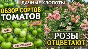 Томаты радуют, огурцы не отстают. Розы отцветают.