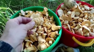 Как растут лисички в Сибири? Сбор грибов в березовом лесу