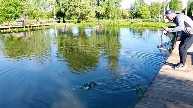 Фореливая рыбалка, ловля форели РК "Фишка Петряиха" смотреть онлайн