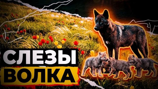 СЛЕЗЫ ВОЛКА | РАССКАЗ смотреть онлайн