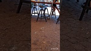 Приехали в ТЕЛЬ -АВИВ на улицу НАХАЛАТ БИНЬЯМИН. Парковка на крыше. Уличное кафе