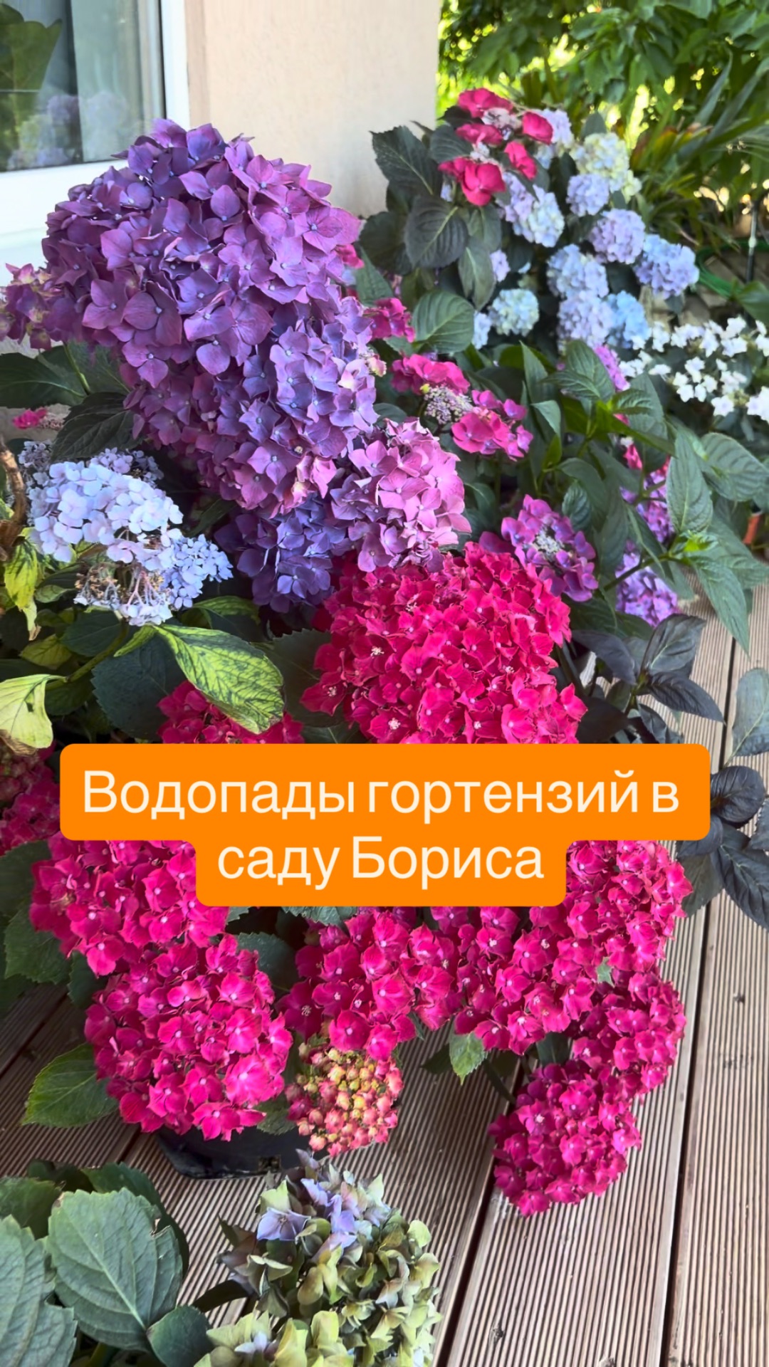 Гортензии