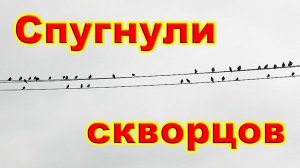 Спугнули скворцов