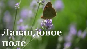В Станично-Луганском районе появилось лавандовое поле