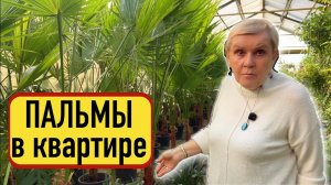 Садовый центр «Красная Нива» | Пальмы в интерьере
