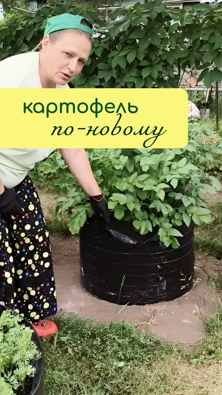 КАРТОФЕЛЬ в ВЫСОКИХ грядках