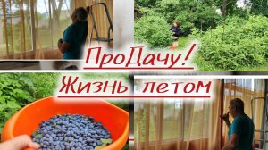 Муж весёлый и жена с  жимолостью.