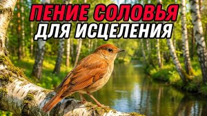 Божественное Пение Соловья В Лесу У Реки Успокоит Нервную Систему И Подарит Вам Радость  ASMR