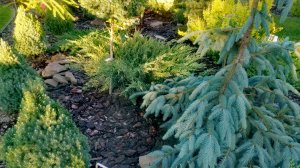 Прекрасные сорта хвойных растений!🌲 Обзор! 25.06.26 #сад #хвойные #garden #дача