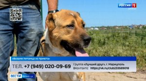 Возьми питомца из приюта