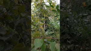 Сад своими руками: 🌿 Сосны, дубы, берёзы и клёны на участке