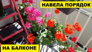 НАВЕЛА ПОРЯДОК НА БАЛКОНЕ...ОРХИДЕЙНЫЕ СЮРПРИЗИКИ