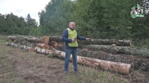 Живой лес на лесопилку. Предприниматель Бойко-Великий продолжает вырубать легкие Москвы и области