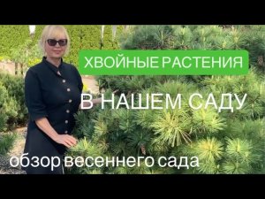 Обзор хвойных растений в саду. Почему формирую хвойные. Сосна горная, пихта, лиственница, ель Коника