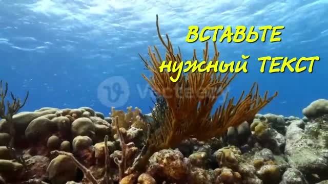 Коралловые рифы Скачай футажи для видеомонтажа Free