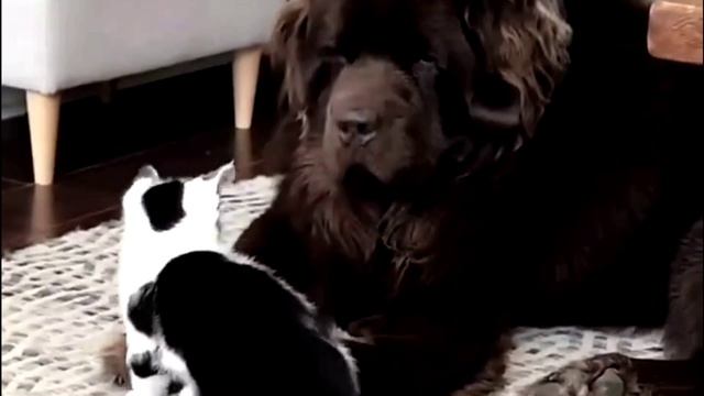 Заставка для видео Котенок и собака № 599