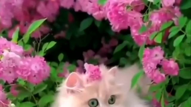 Заставка для видео Кошка невеста № 598