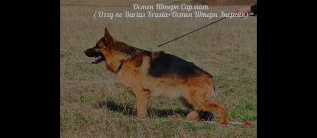 Osten Stern SARMAT, 3 года 4 месяца. (OZZY No Bartas Krasta — Osten Stern ENERGIYA)