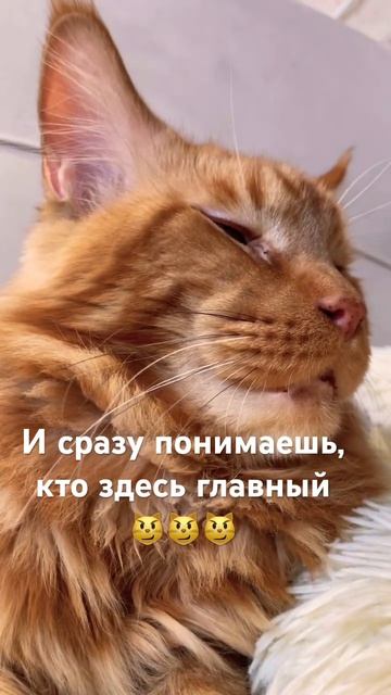Кто в доме хозяин ?