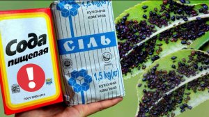 Я не поверил глазам! Тля расщепляются на глазах! Срочно дайте Тле соду с солью!