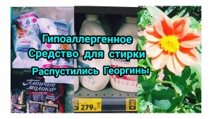 Новое Средство для стирки из Пятёрочки/Распустились Георгины
-26-06-2026.Прогулка и общение!
