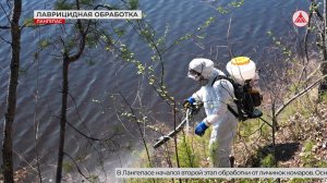 Второй этап ларвицидной обработки в Лангепасе