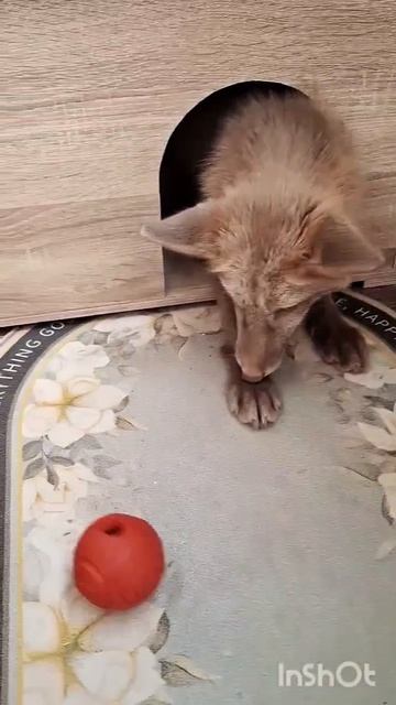 Кеша мыслит смотреть онлайн