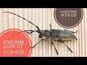 Как избавиться от короедов, древоточцев, усачей. Фумигация. Магтоксин