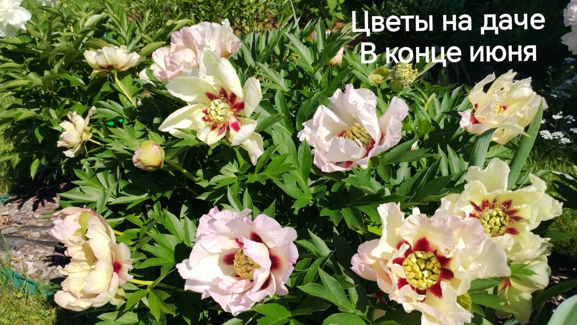 20 июня 2026 года рододендрон Хельсинки Университет, махровый жасмин, ито пион Пастель Спдендор