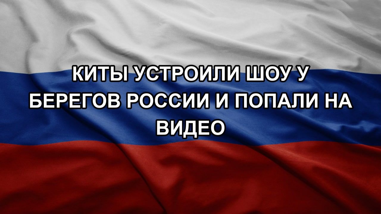 Киты устроили шоу у берегов России и попали на видео