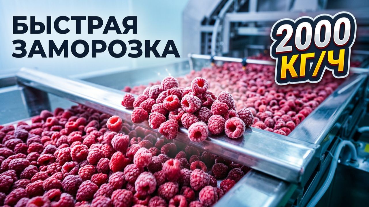 Оборудование для поточной заморозки малины #малина #заморозка #оборудование