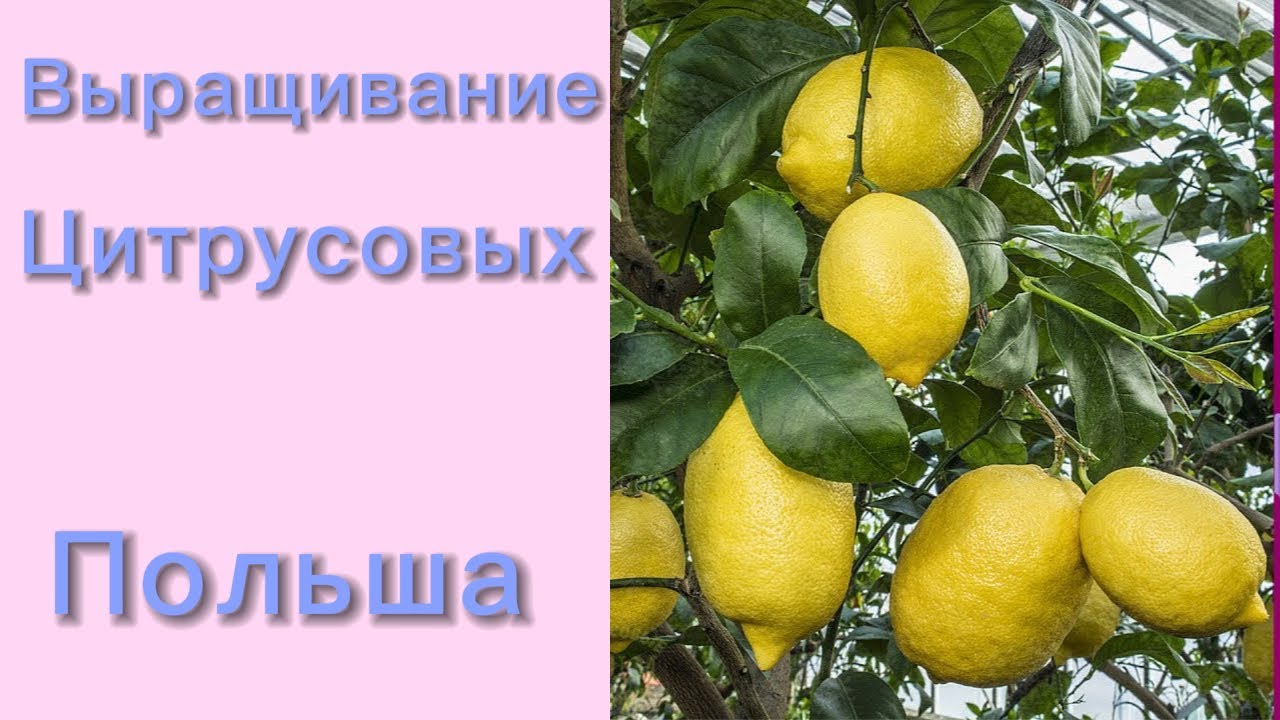 ✅🪴 Цитрусы дома: мой маленький тропический сад !! #poland смотреть онлайн
