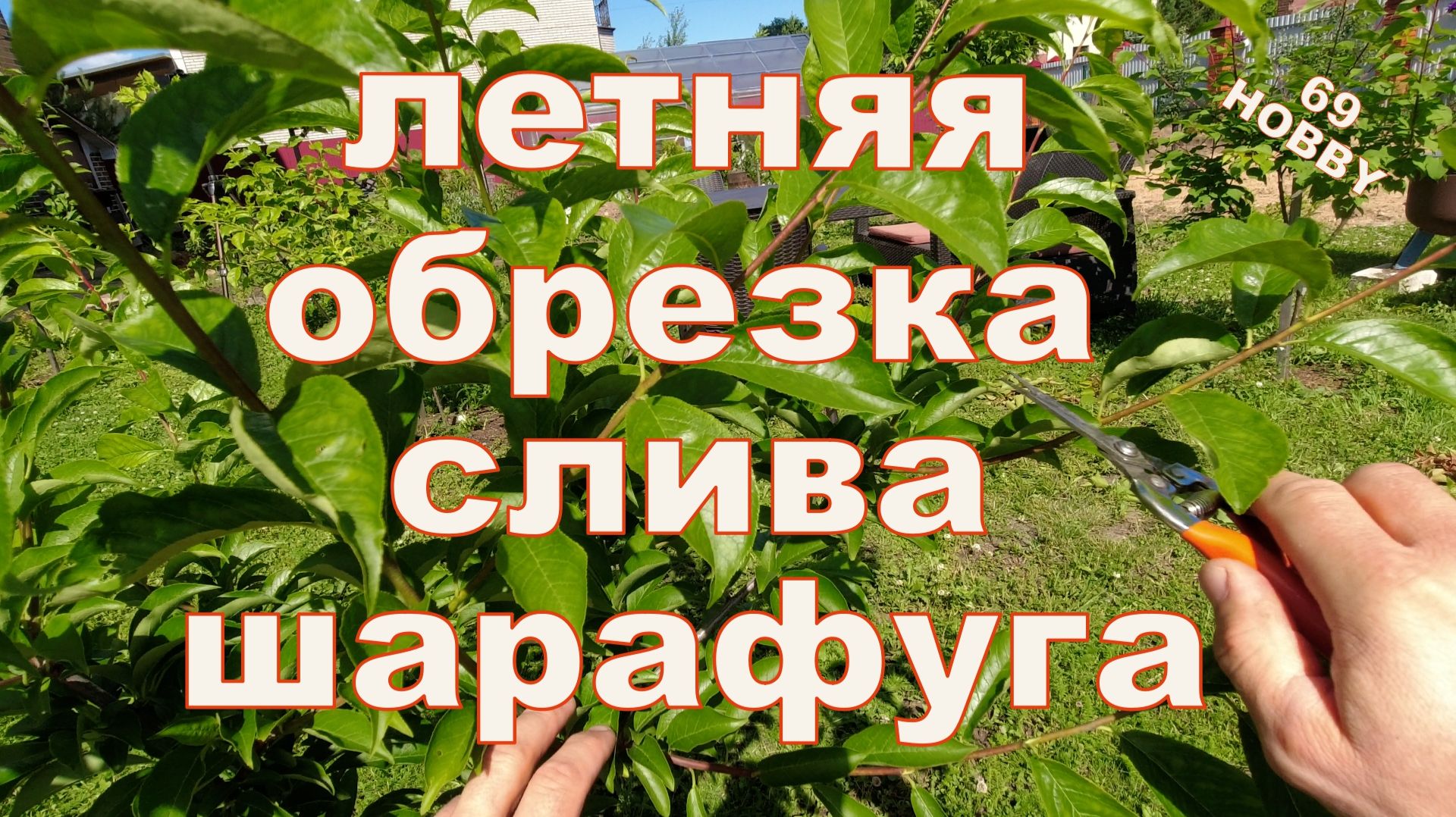 Обрезка сливы и шарафуги летняя!  5 примеров, двухлетки и четырёхлетки