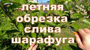 Обрезка сливы и шарафуги летняя!  5 примеров, двухлетки и четырёхлетки