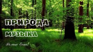 Красивый Вид на Лес. Музыка и Дикая Природа. Красота Земли