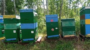 26 июня 26 года пасека на разнотравье