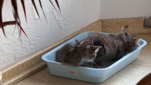 К лотку котята приучены 26-06-2026