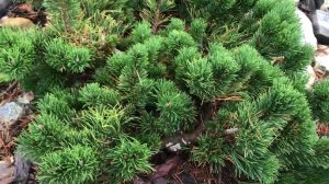 Хвойный Сад Надежды. Сосна горная Якобсен/pinus mugo Jakobsen