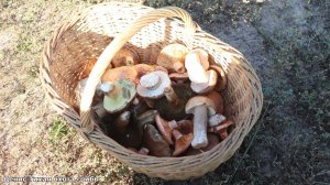 Белые грибы, рыжики и другие грибы в сосновом бору возле Дона