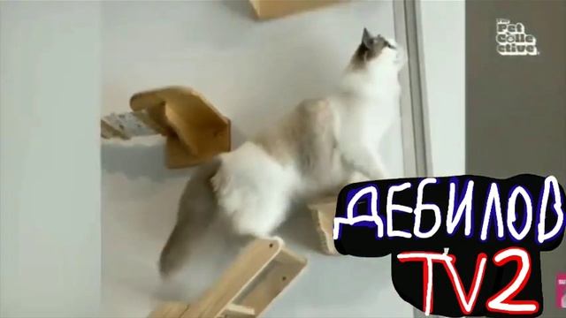 ДЕБИЛОВ ТВ 2 (19)
