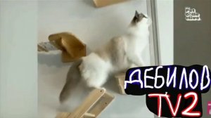 ДЕБИЛОВ ТВ 2 (19)
