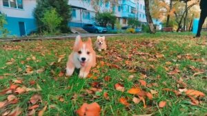 Видео про коржика и пряника