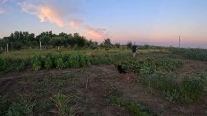 Наталья Губарева. СОБРАЛА СМОРОДИНУ ⧸ ЖИЗНЬ В ДЕРЕВНЕ #villagelife