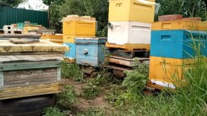 Залог хорошего развития отводков - КОНТРОЛЬ и ВНИМАНИЕ.