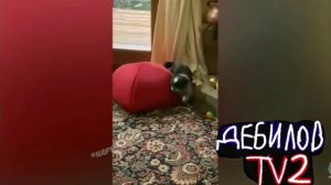 ДЕБИЛОВ ТВ 2 (3)